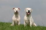 DOGUE ARGENTIN 416